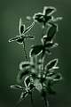 flore 09_04_10n02